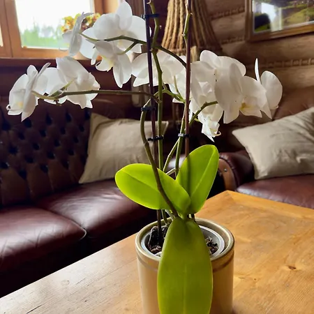 U Haliny Stasikowka - ホームステイ *